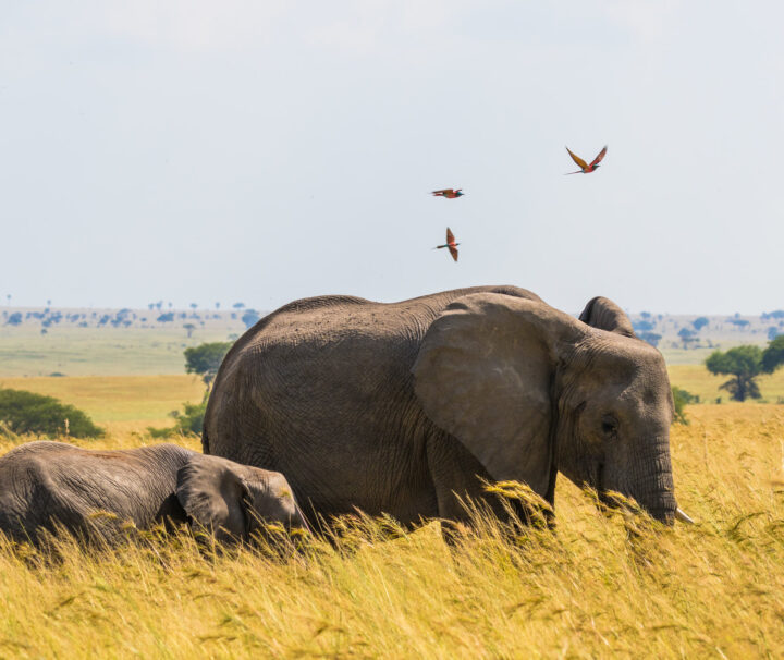 Uganda Safari Tours