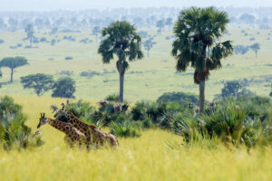 Uganda Wildlife Photography Tours