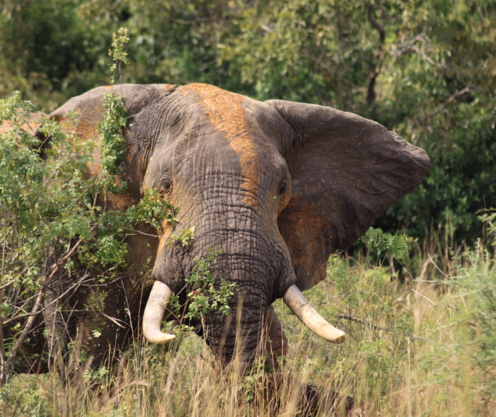 Uganda Family Safaris