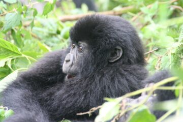 Gorilla Trekking Rwanda