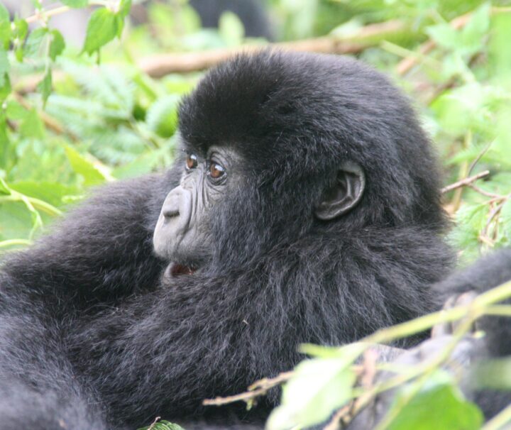 Gorilla Trekking Rwanda