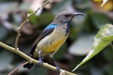 Bird Watching Tours Rwanda