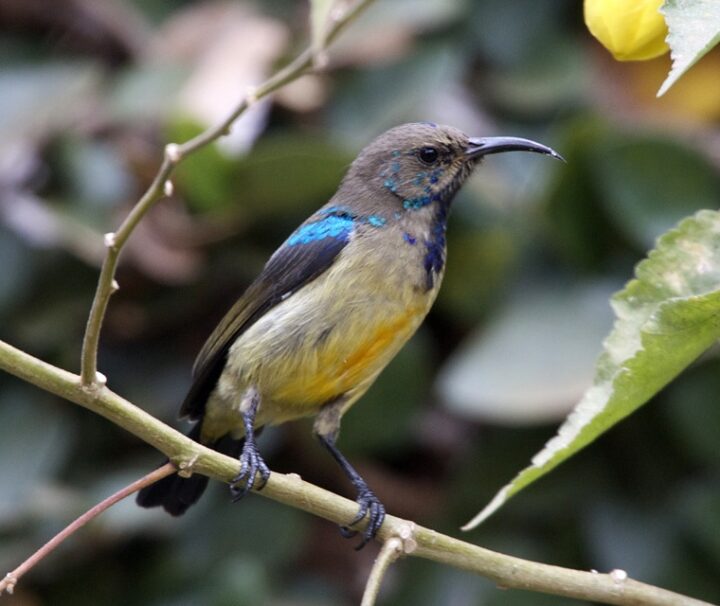 Bird Watching Tours Rwanda
