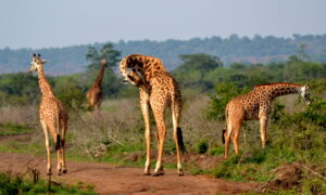 Rwanda Safari Packages