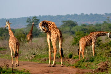 Rwanda Safari Packages