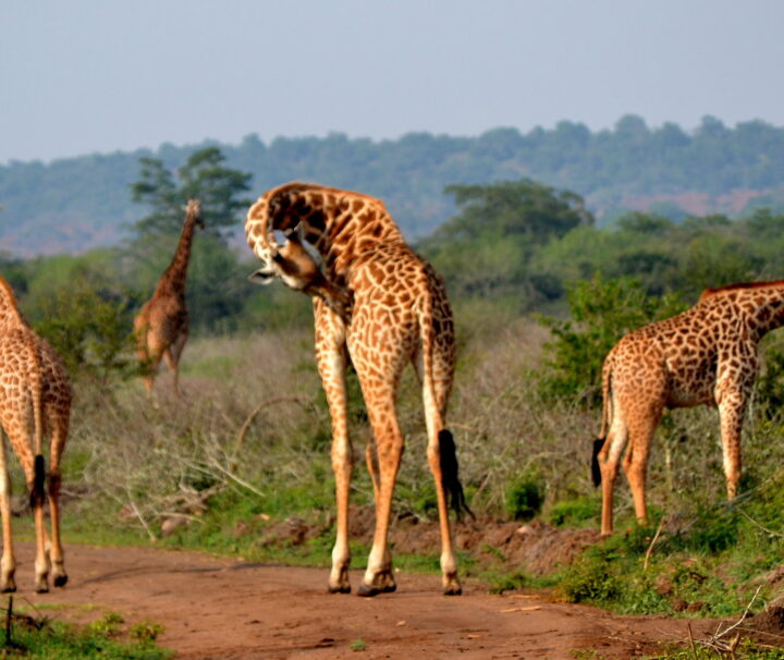 Rwanda Safari Packages