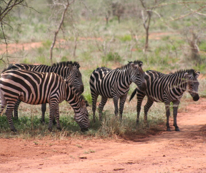 Akagera National Park Wildlife