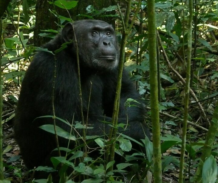 Chimpanzee Trekking in Uganda