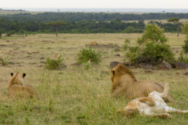 Masai Mara National Reserve