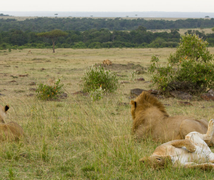 Masai Mara National Reserve