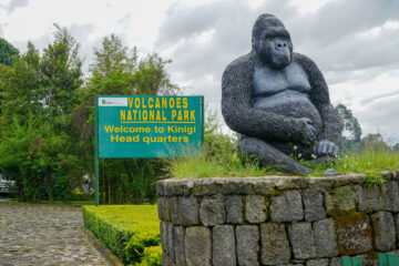 golden monkey trekking in rwanda