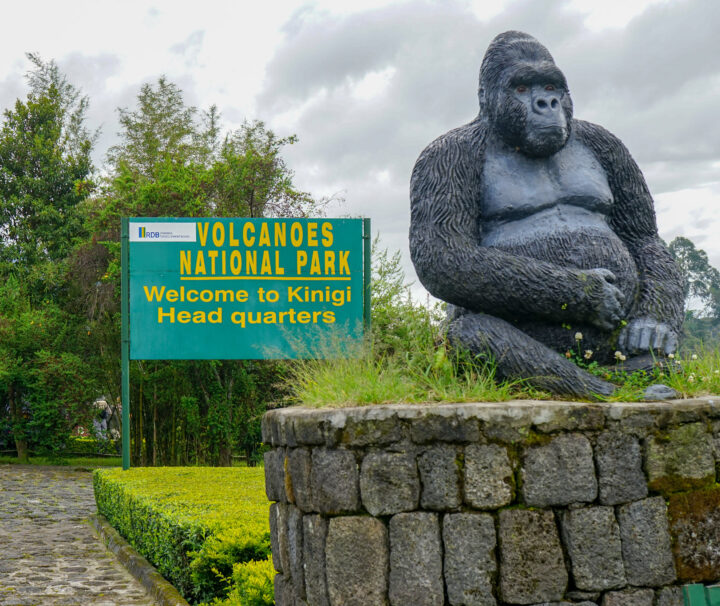 golden monkey trekking in rwanda