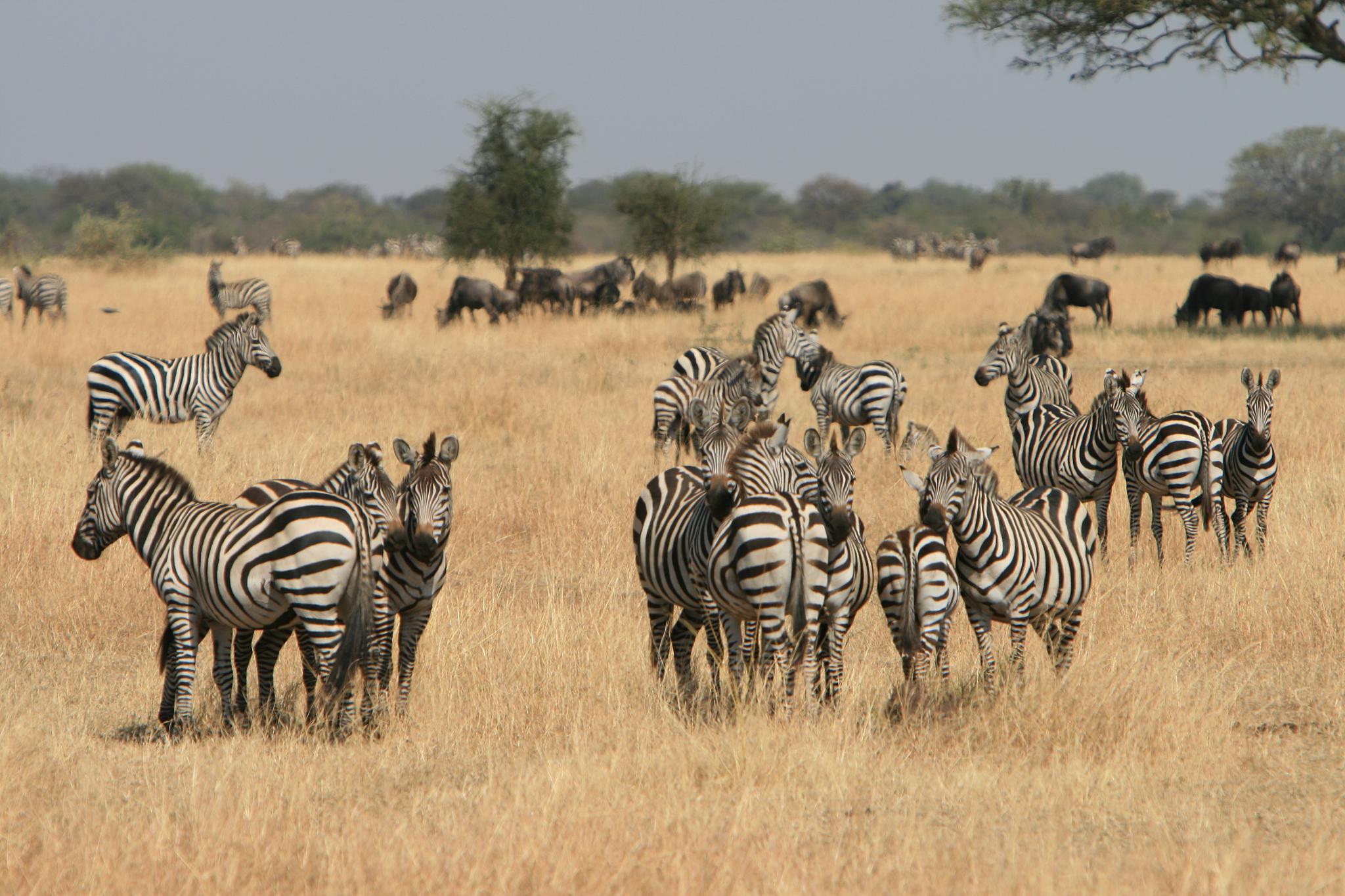 The Ultimate Guide to a Luxury Tanzania Safari: An Unforgettable African Adventure