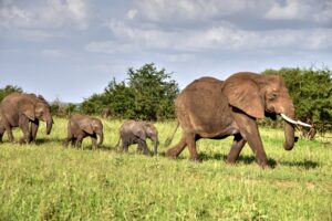 Tarangire National Park