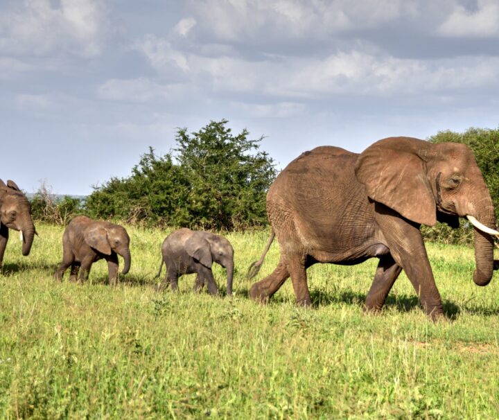 Tarangire National Park