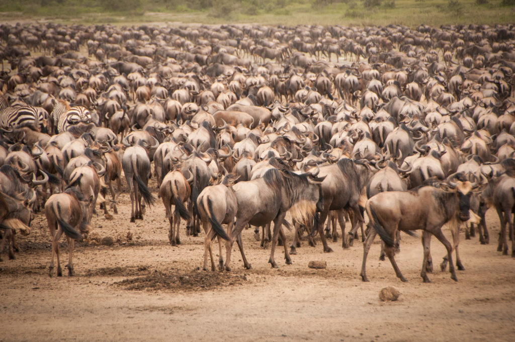 Great Wildebeest Miigration