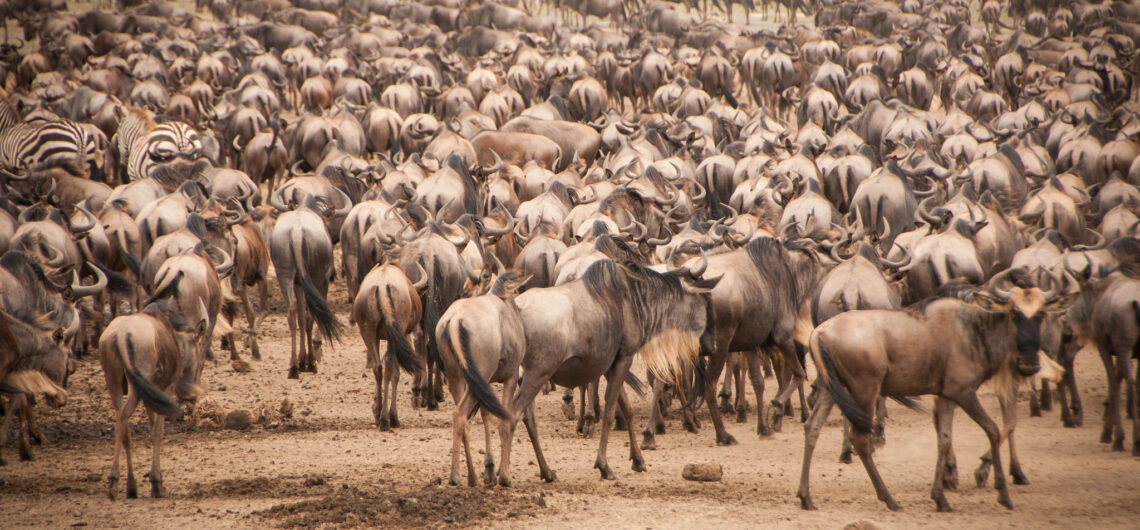 Great Wildebeest Miigration