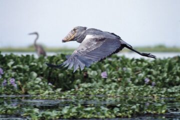 Mabamba Swamp Bird Watching