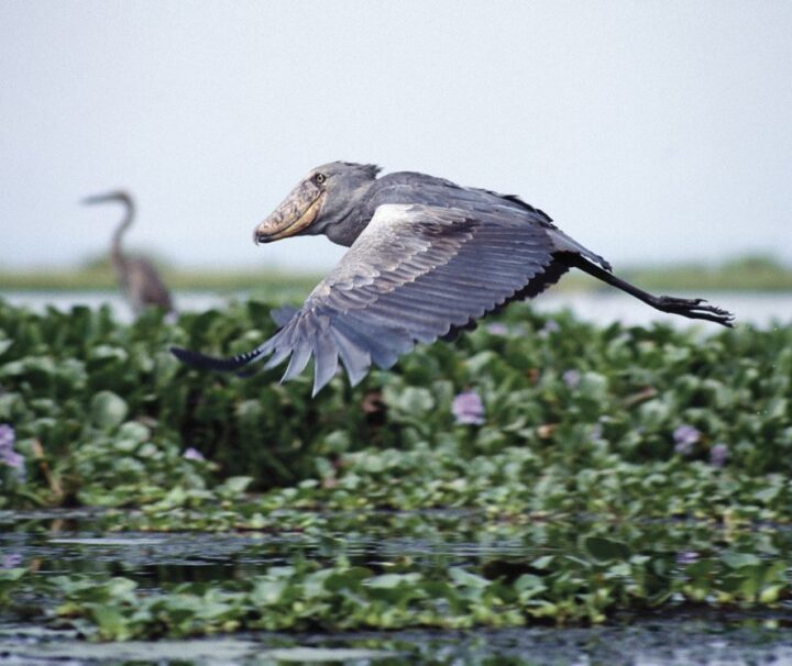 Mabamba Swamp Bird Watching