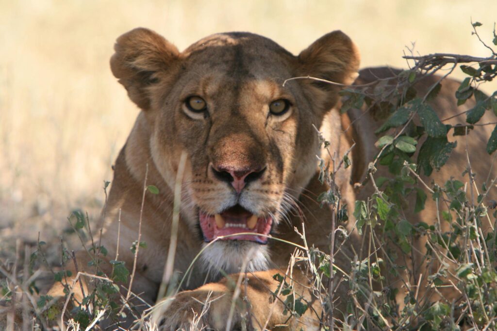 Ndutu Conservation Area