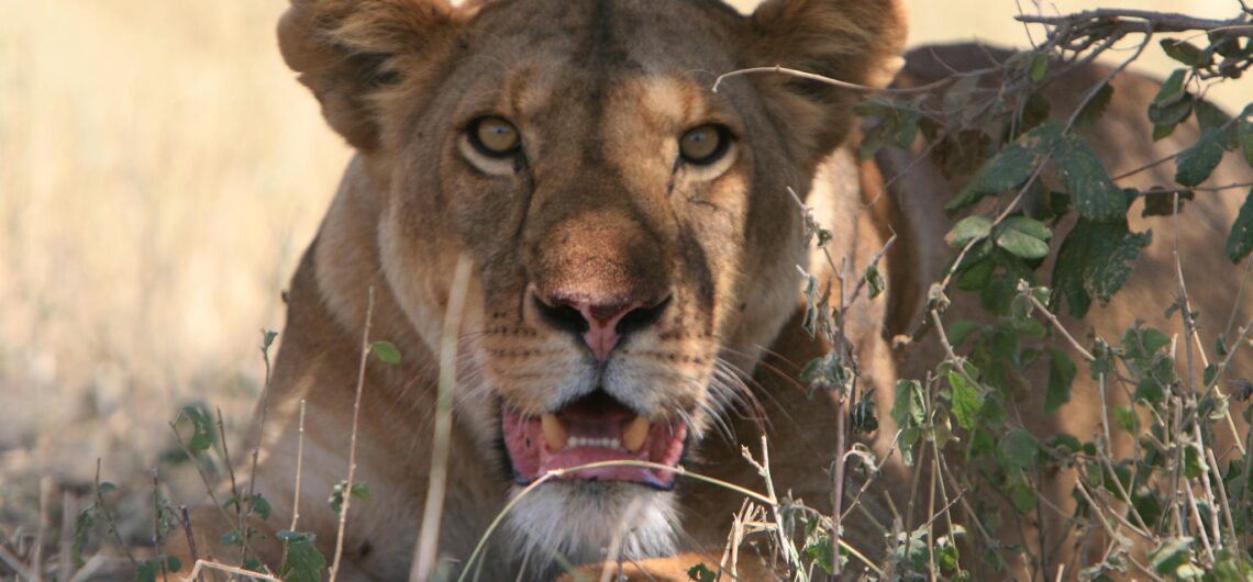 Ndutu Conservation Area