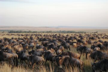 The Great Migration