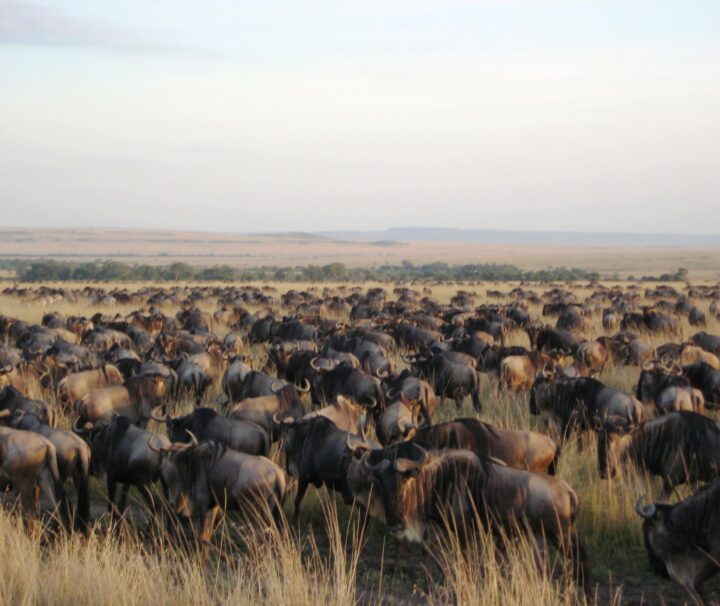 The Great Migration