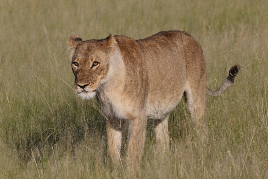 East Africa Safari