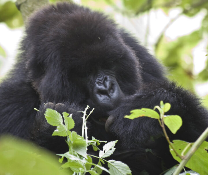 Best Destination for Gorilla Trekking