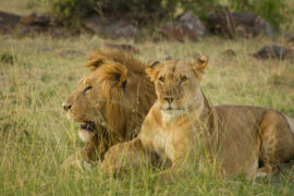 Kenya Safari Parks