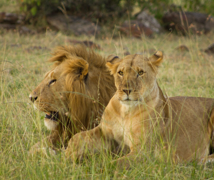 Kenya Safari Parks