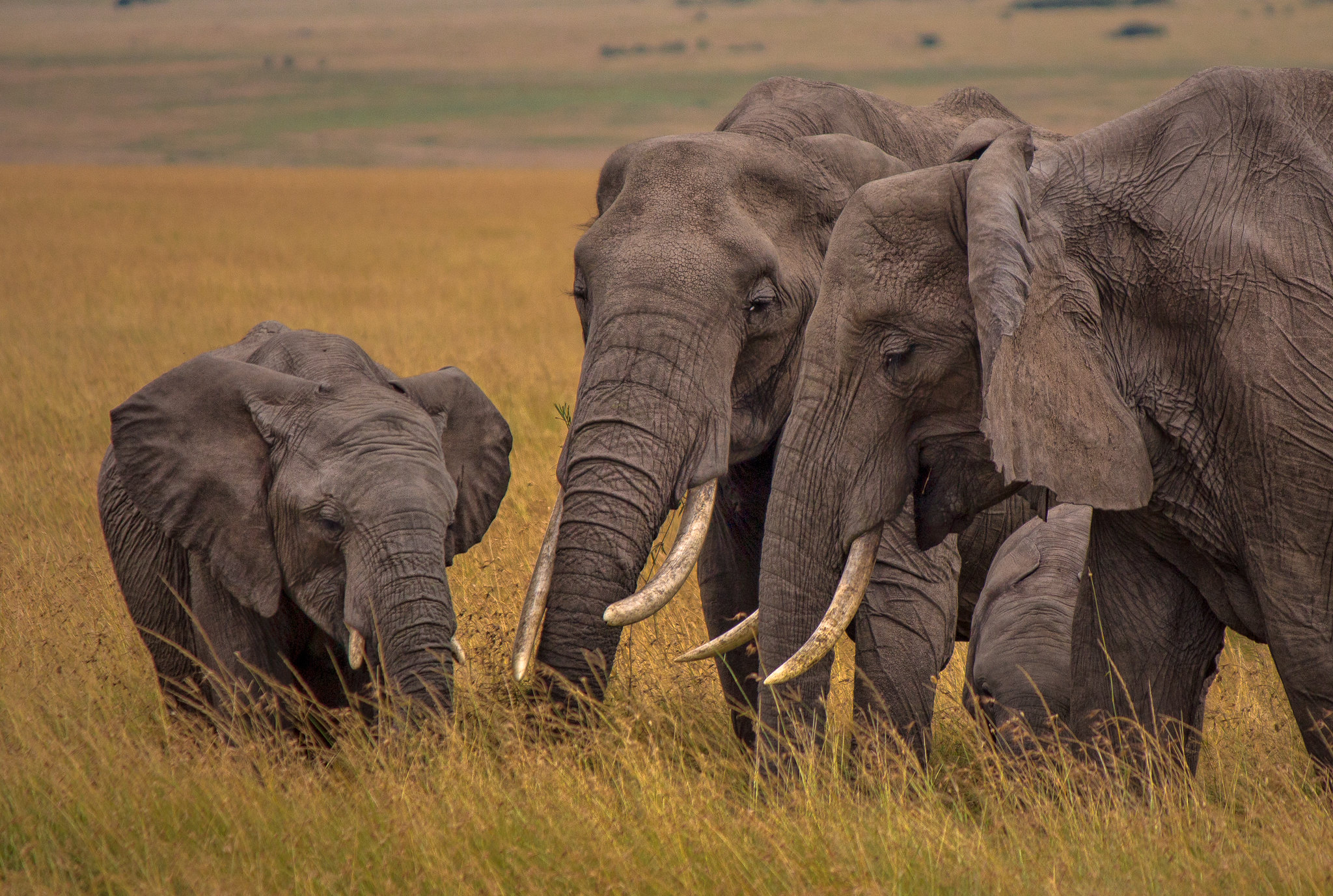 The Great Maasai Mara National Park