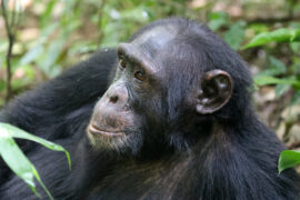 Kyambura Gorge Chimpanzee Trekking