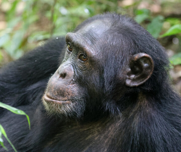 Kyambura Gorge Chimpanzee Trekking