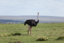 Uganda Wildlife Reserves
