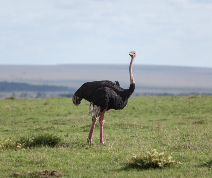 Uganda Wildlife Reserves