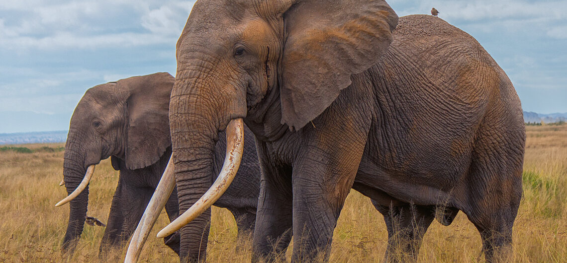 amboseli national park