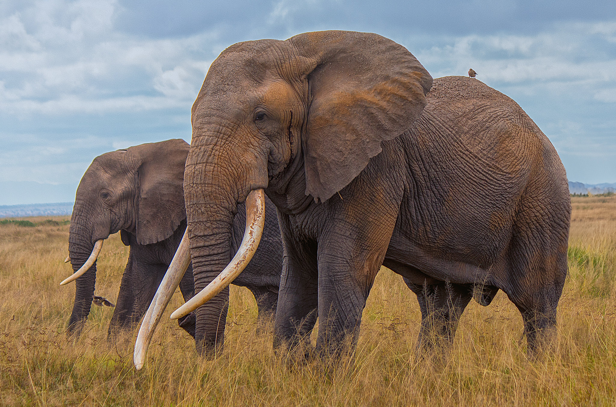 Amboseli National Park – Safari Guide to Kenya’s Wildlife